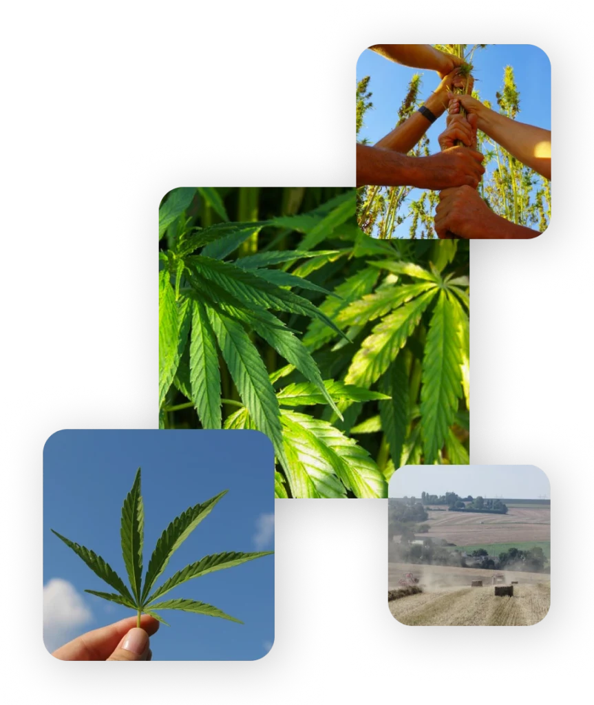 groupement de photos montrant des feuille de chanvre et la manière de le cultiver pour réaliser des emballages écologiques